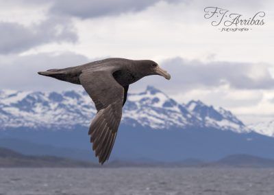 abanto marino antartico / southern giant petrel - fjarribas