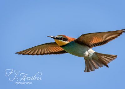 abejaruco europeo - european bee eater - fjarribas