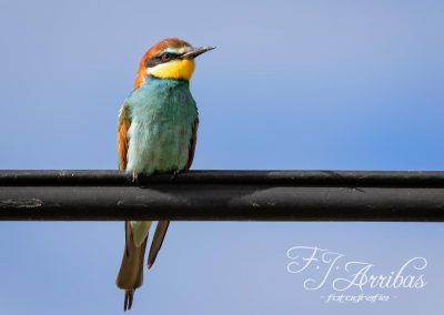 abejaruco europeo - european bee eater - fjarribas