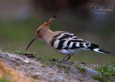 abubilla comun / common hoopoe - fjarribas