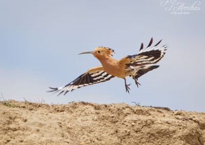 abubilla comun - common hoopoe - fjarribas
