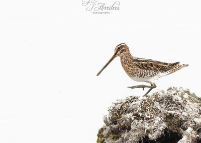 agachadiza comun - common snipe - fjarribas