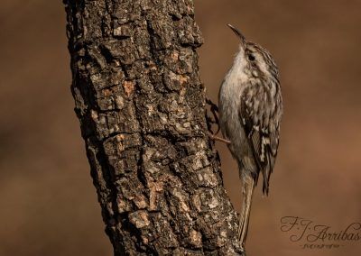 agateador europeo - short toed treecreeper - fjarribas