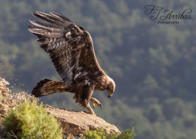 aguila real - golden eagle - fjarribas
