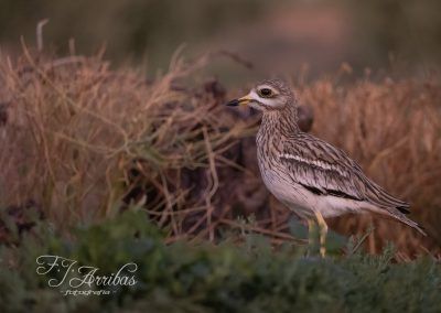 alcaravan comun - eurasian thick knee - fjarribas