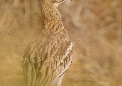 alcaravan comun - eurasian thick-knee - fjarribas