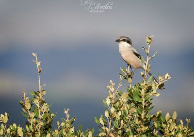 alcaudon real - southern grey shrike - fjarribas
