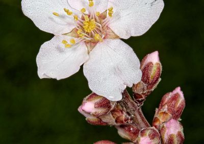 flor del almendro - almond flower- fjarribas