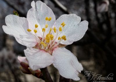 flor del almendro - almond flower- fjarribas