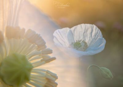 amapolas blancas - fjarribas