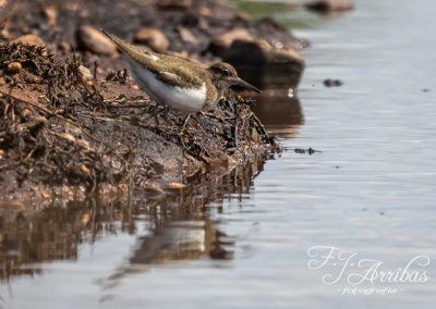 andarrios chico - common sandpiper - fjarribas