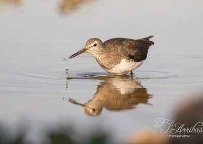andarrios grande - green sandpiper - fjarribas