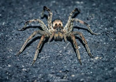 arana lobo - wolf spider - fjarribas