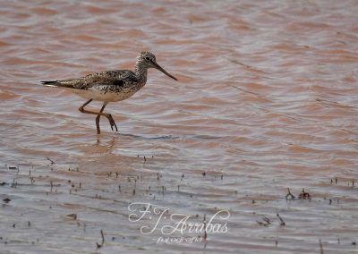 archibebe claro - common greenshank - fjarribas