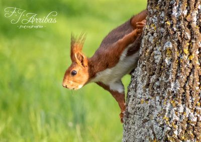 ardilla roja - red squirrel - fjarribas