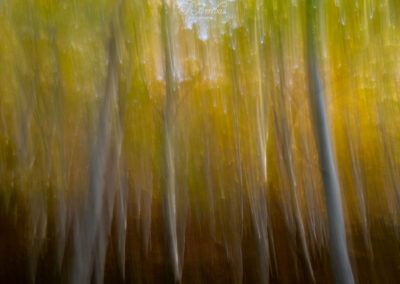 autumn - fjarribas