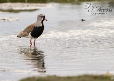 avefria tero - southern lapwing - fjarribas