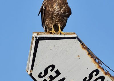 observatorio de aves - fjarribas