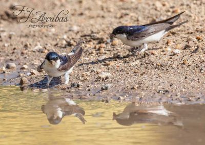 avion comun - northern house martin - fjarribas
