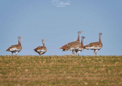 avutarda comun - great bustard - fjarribas