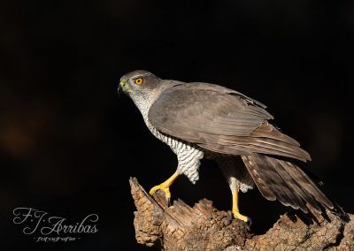 azor comun - northern goshawk - fjarribas