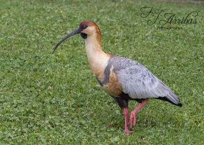 bandurria acollarada austral - black-faced ibis -fjarribas