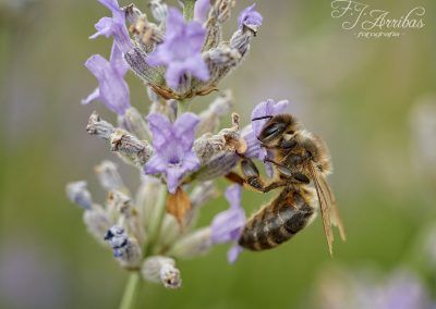 worker bee - fjarribas