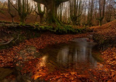 beech forest - fjarribas