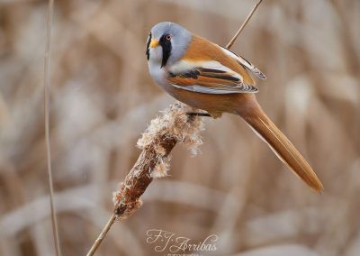 bigotudo / bearded reedling - fjarribas