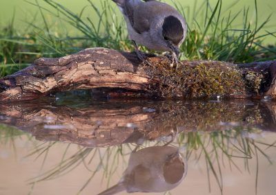 curruca capirotada - blackcap - fjarribas