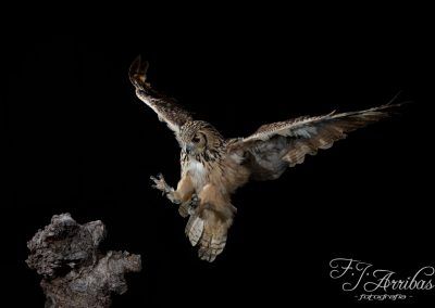buho real - eurasian eagle owl - fjarribas