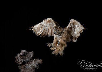 buho real - eurasian eagle owl - fjarribas