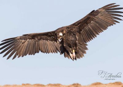 buitre negro - black vulture - fjarribas