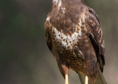 busardo ratonero - common buzzard - fjarribas