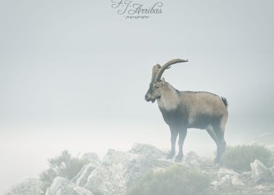 king of the mountain - fjarribas
