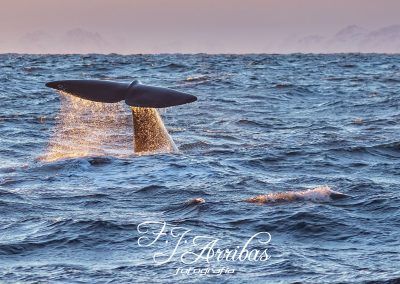 cachalote - sperm whale - fjarribas
