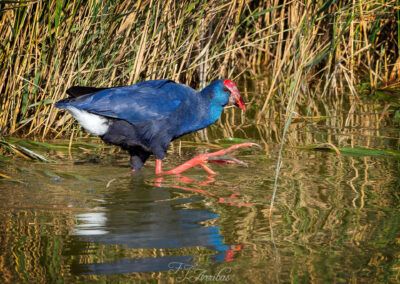 calamon comun - purple swamphen - fjarribas