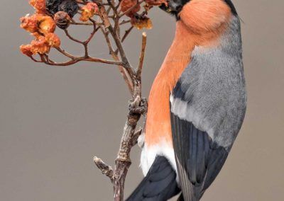 camachuelo comun macho - eurasian bullfinch male - fjarribas