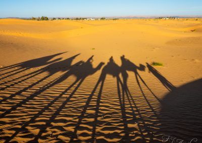 camel ride - fjarribas