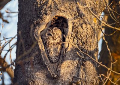 carabo comun /-tawny owl - fjarribas