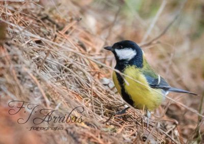 carbonero común - great tit - fjarribas