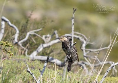 carpintero pitio - chilean flicker - fjarribas