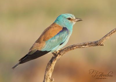 carraca europea - european roller - fjarribas