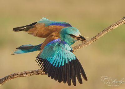 time to eat - fjarribas