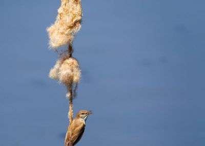 carricero tordal - great reed-warbler - fjarribas
