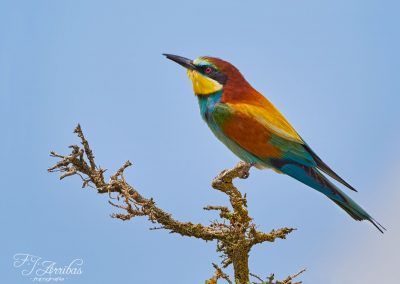 cazador enmascarado - fjarribas
