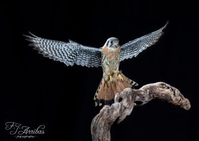 cernicalo americano - american kestrel - fjarribas