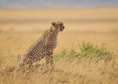 cheetah - fjarribas