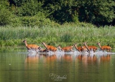 dia internacional de la fotografia - fjarribas