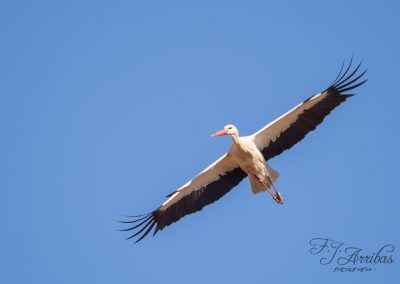 ciguena blanca - white stork - fjarribas